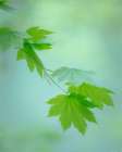 USA, Washington State, Gifford Pinchot National Forest. Green vine maple leaves in spring. Art Print